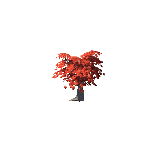 Maple Tree Red Mid 04